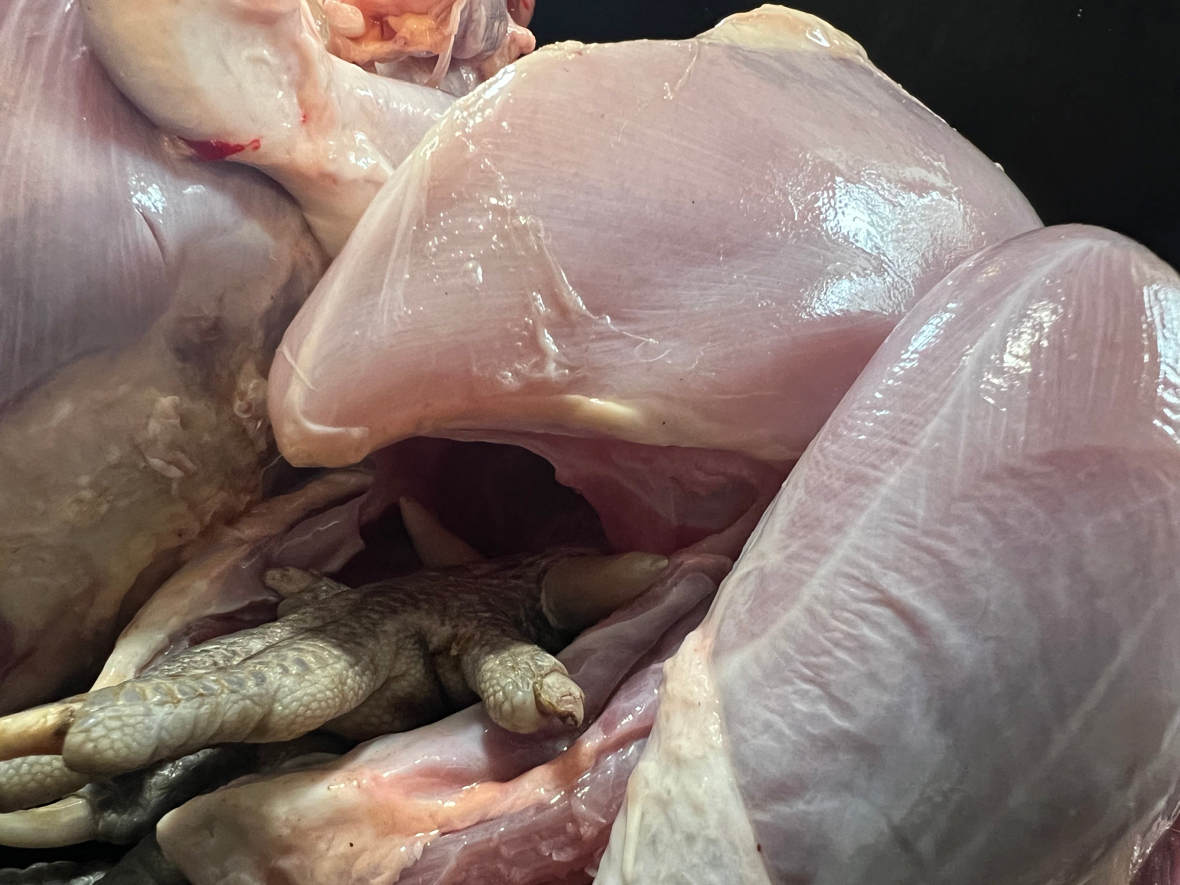 North Star Farms - White American Bresse – North Star Line- "JENN'S GEMS" Group