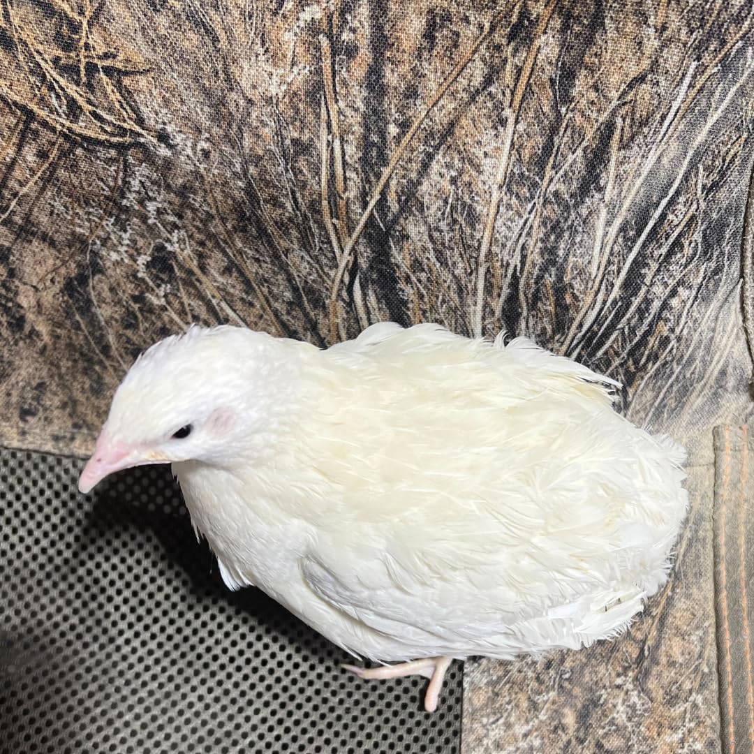 Jumbo White Coturnix Hatching Eggs