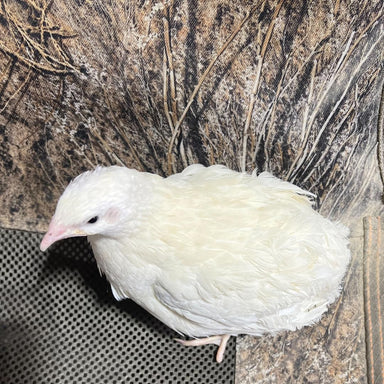 Jumbo White Coturnix Hatching Eggs main image