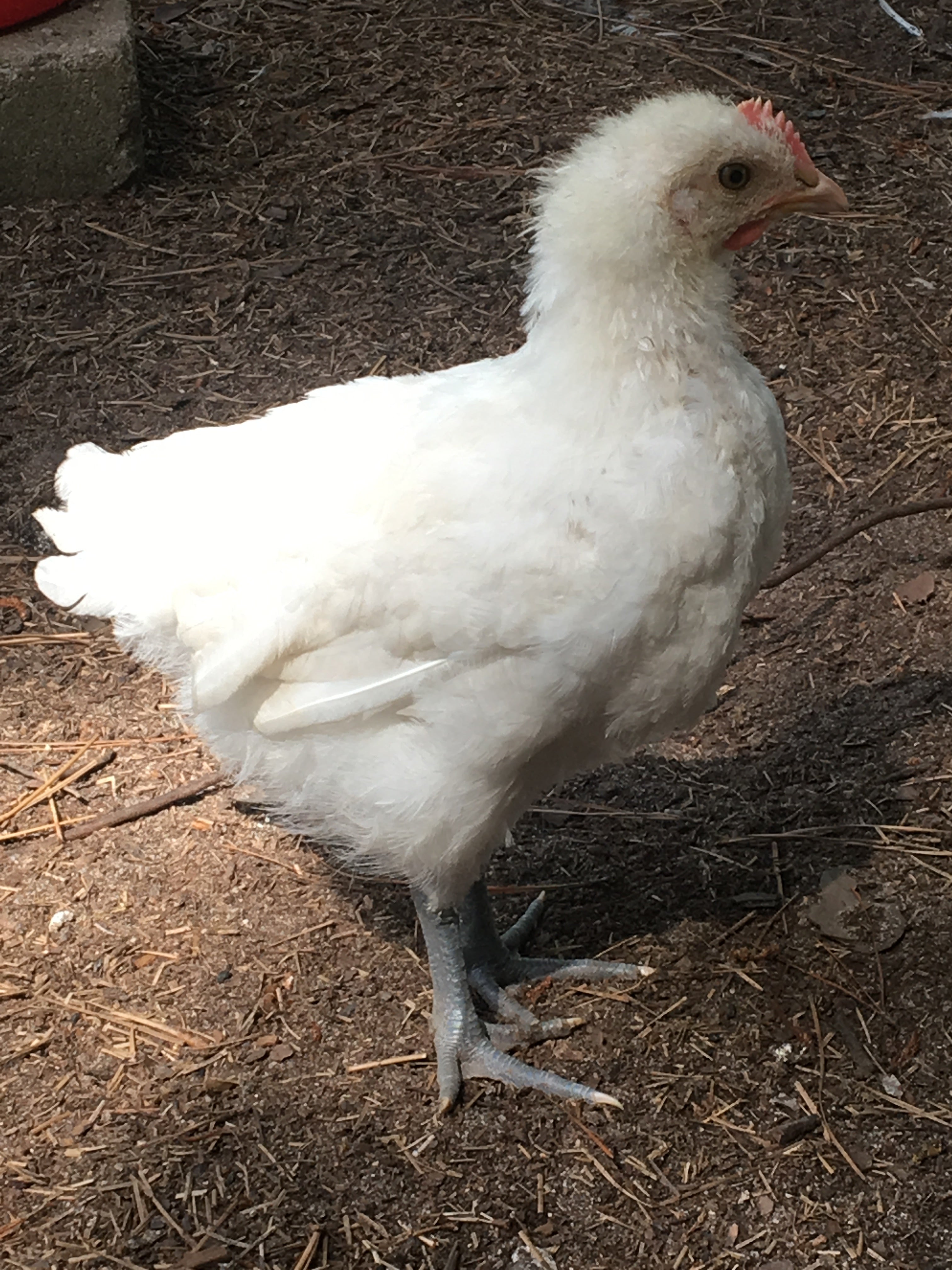 North Star Farms - White American Bresse – North Star Line- "JENN'S GEMS" Group