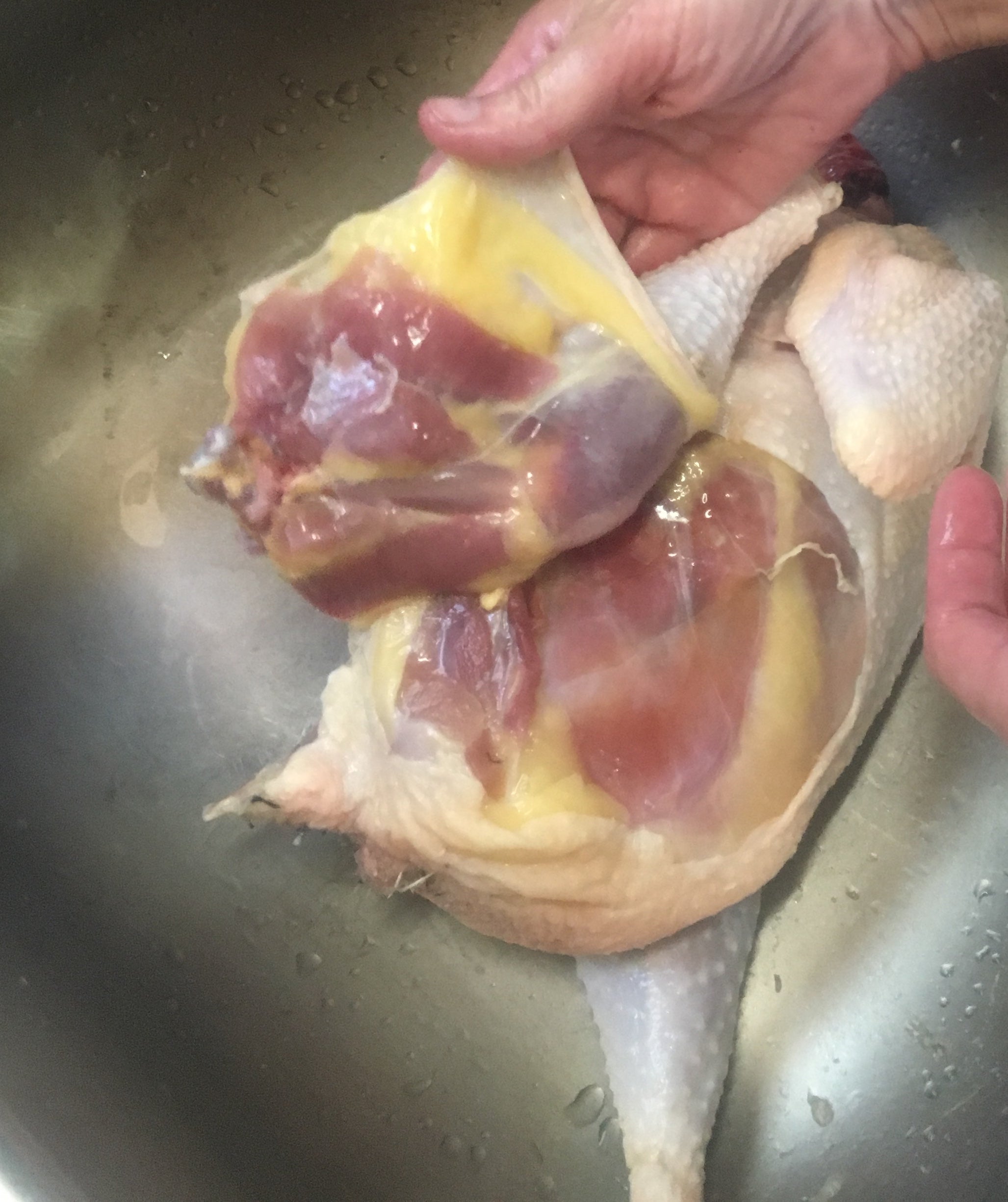 North Star Farms - White American Bresse – North Star Line- "JENN'S GEMS" Group