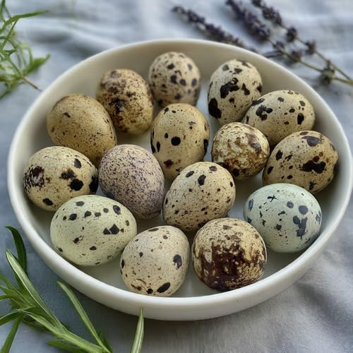 Coturnix Quail Fertile Hatching Eggs — 12 Count