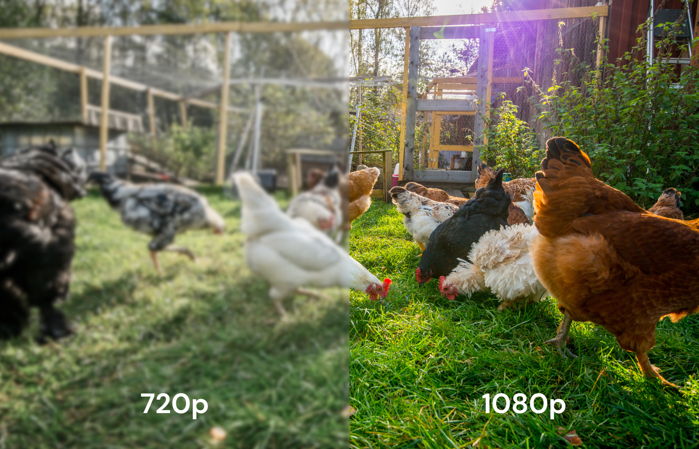 Chicken Coop Smart Camera | App & WiFi Control