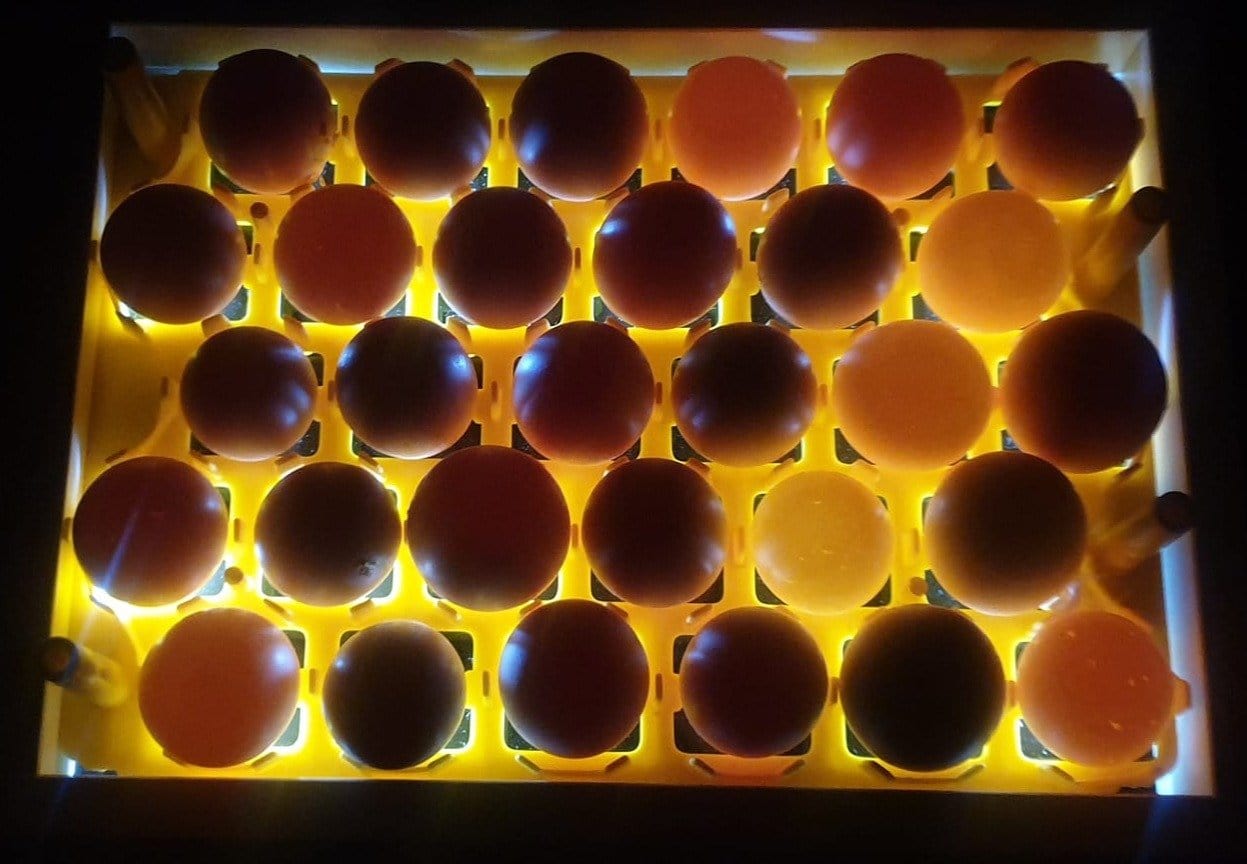 Large Egg Candler for 30 Chicken Eggs | SureView