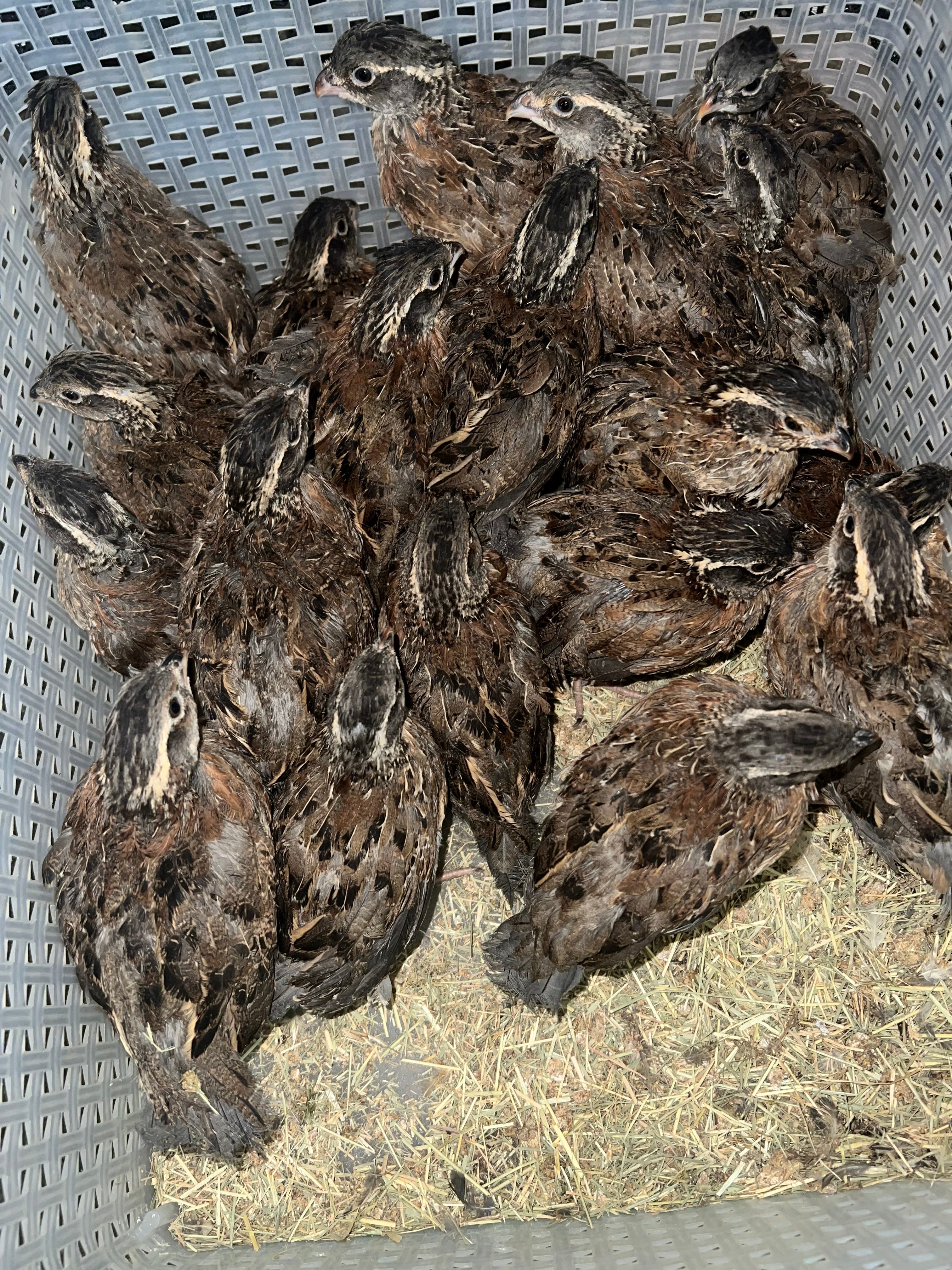 Georgia Giant Quail Hatching Eggs