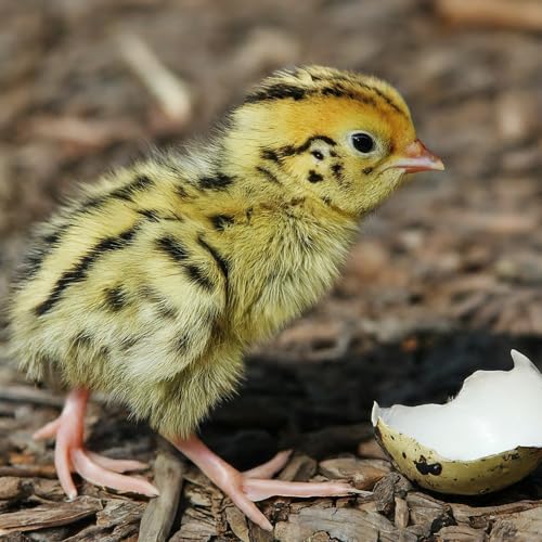 Coturnix Quail Fertile Hatching Eggs — 12 Count
