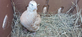 Jumbo Italian Quail Hatching Eggs chick