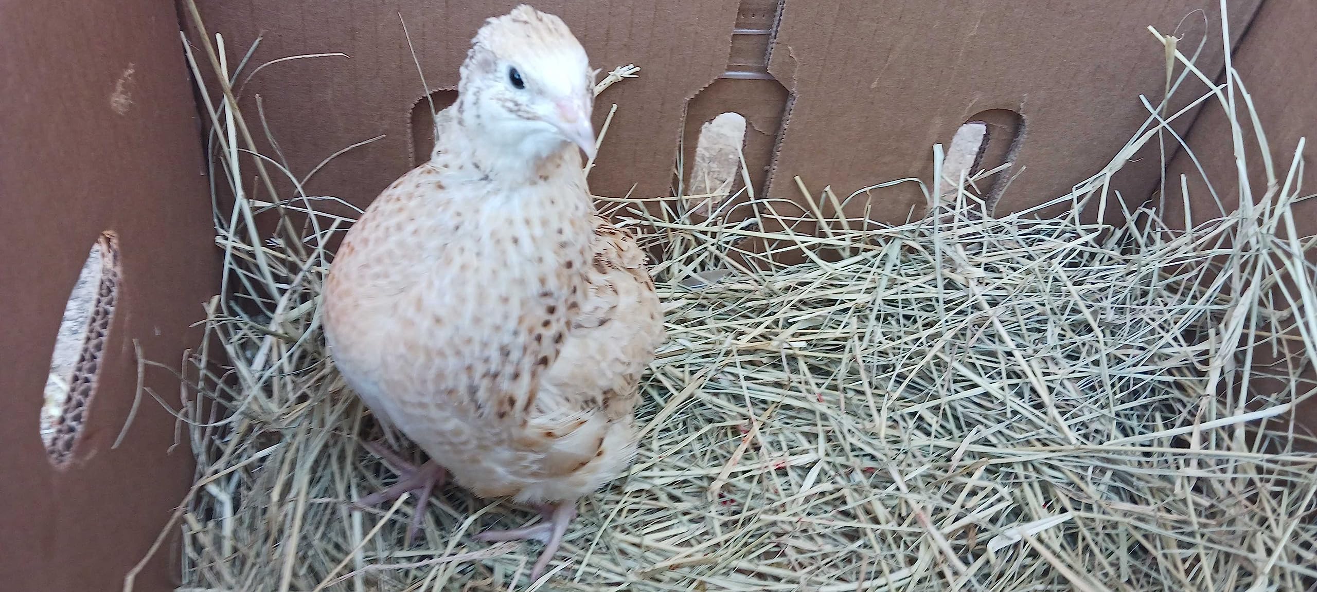 Jumbo Italian Quail Hatching Eggs chick