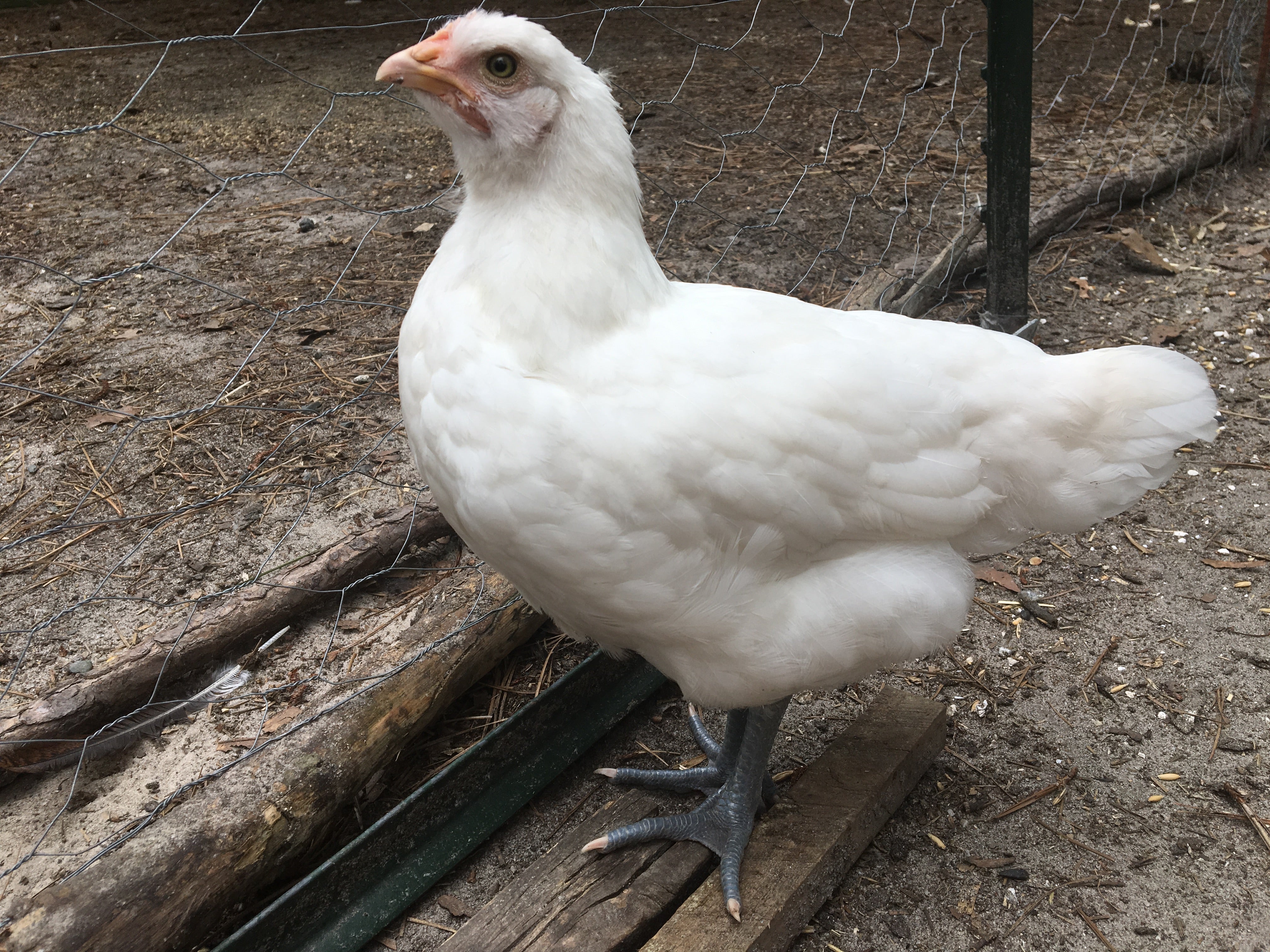 North Star Farms - White American Bresse – North Star Line- "JENN'S GEMS" Group