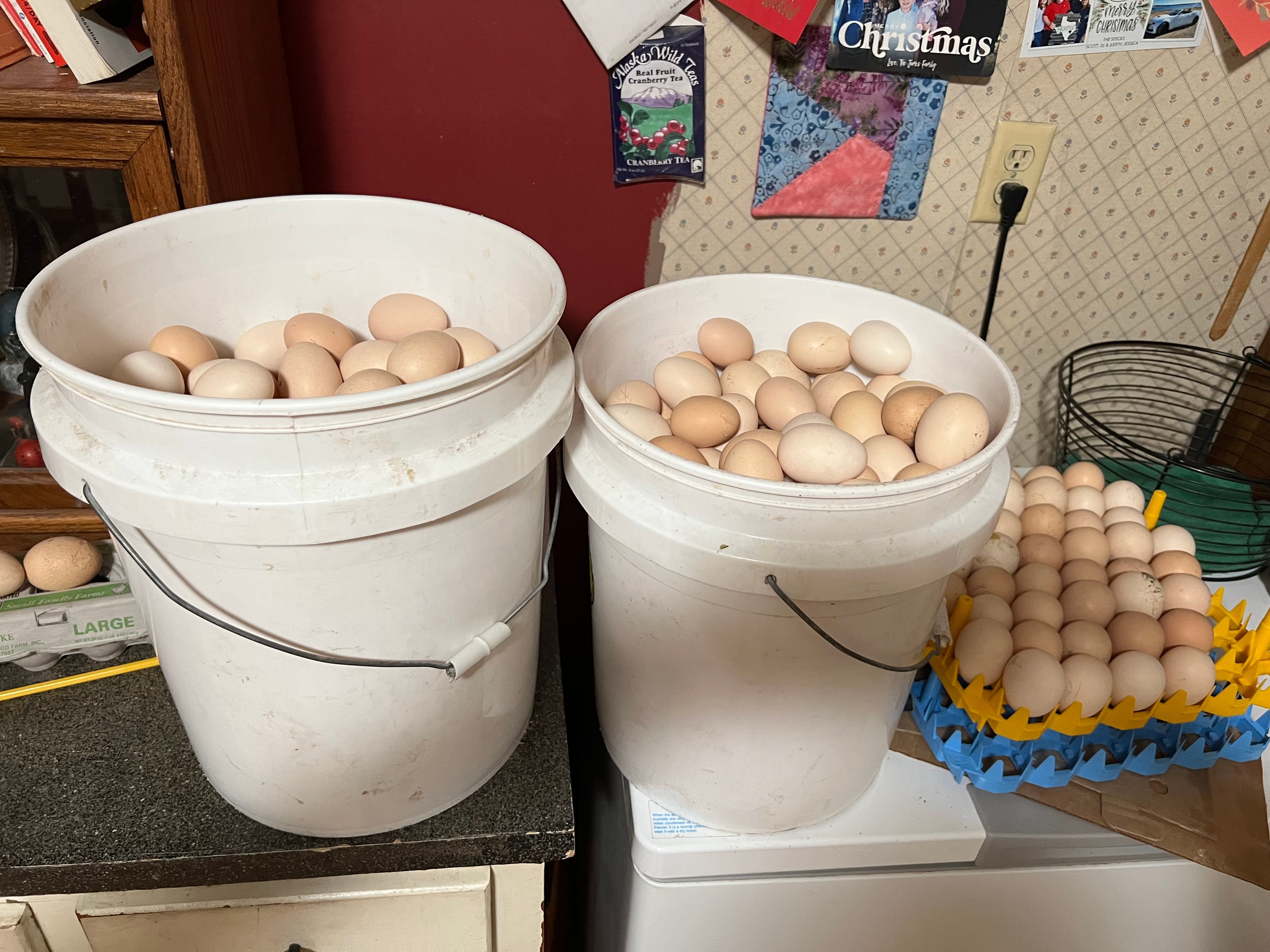 North Star Farms - White American Bresse – North Star Line- "JENN'S GEMS" Group