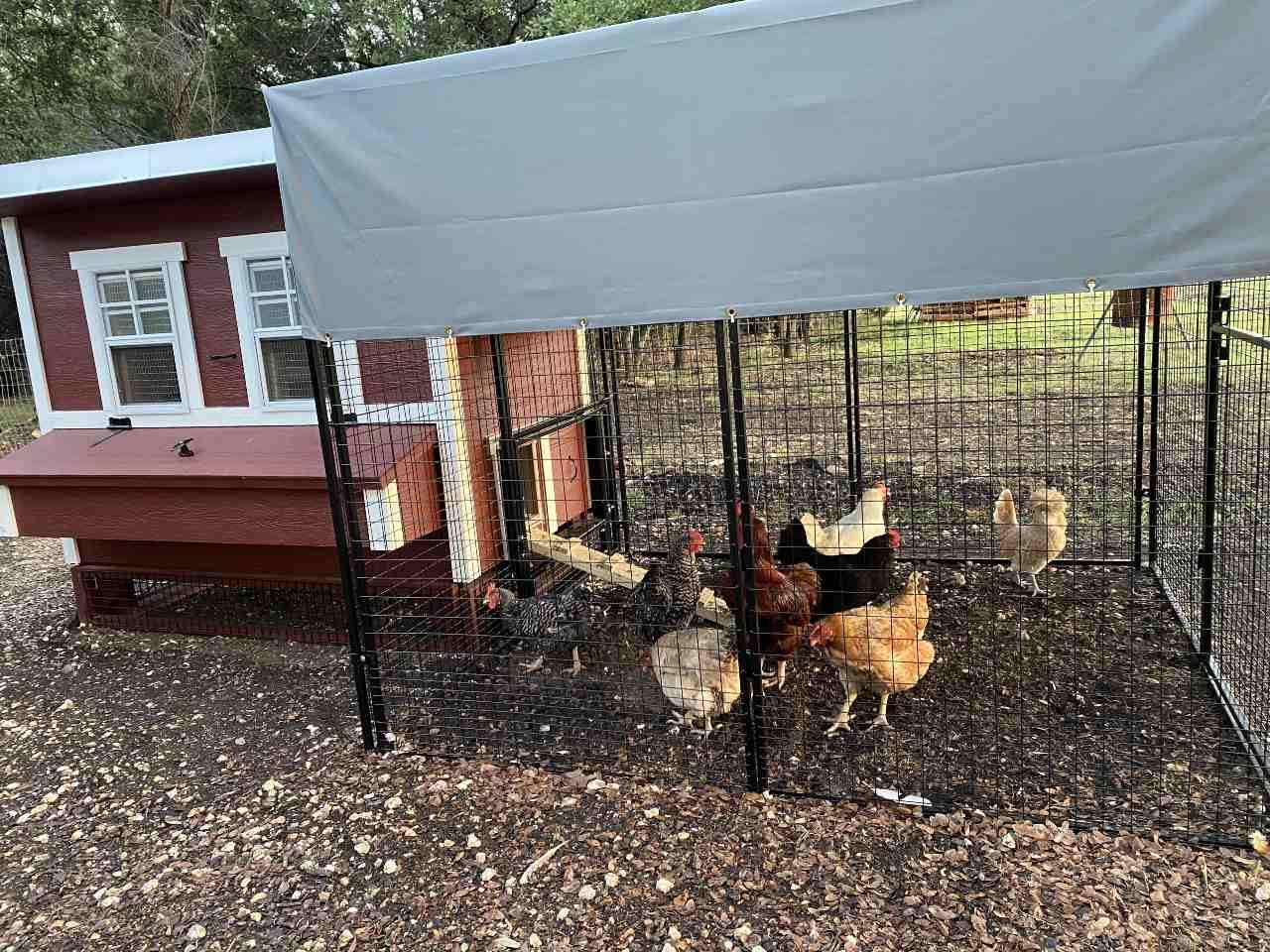 OverEZ Chicken Run 8' Walk-In, Stand-Alone or Attachable