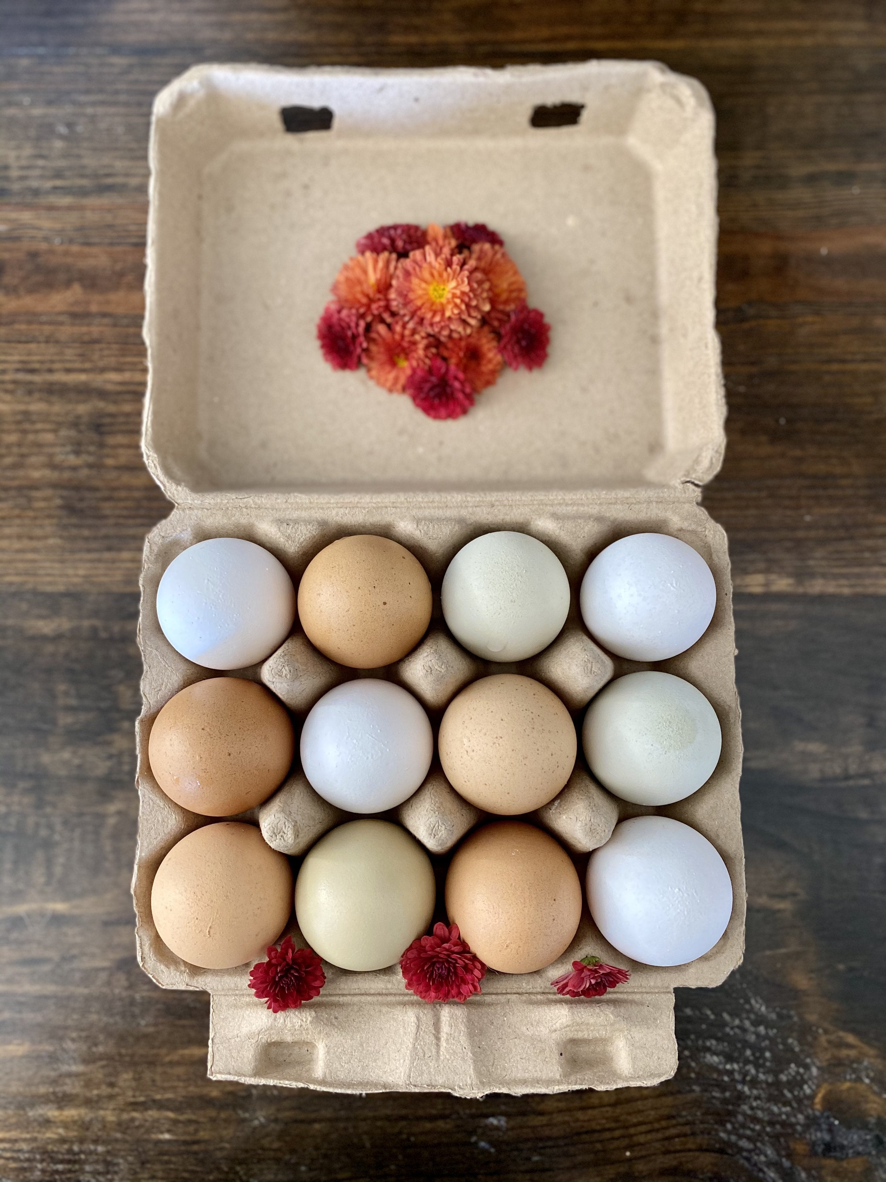 Henlay Vintage Blank Egg Cartons Tan or White