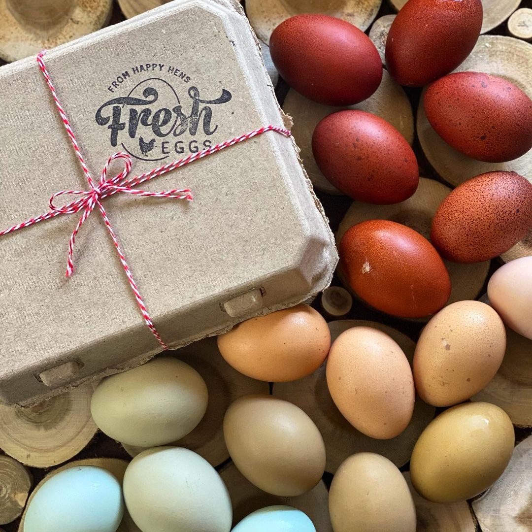 Henlay Vintage Blank Egg Cartons Tan or White