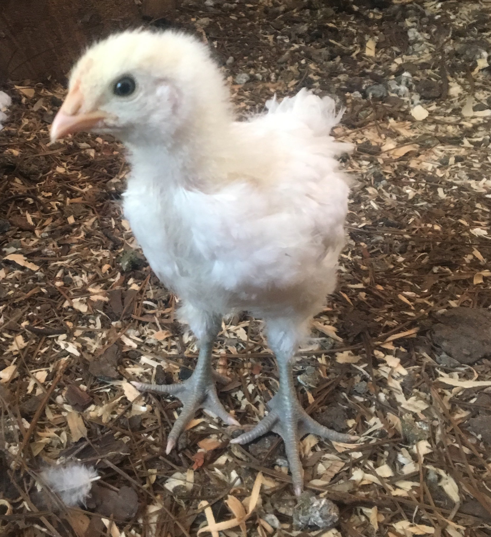 North Star Farms - White American Bresse – North Star Line- "JENN'S GEMS" Group