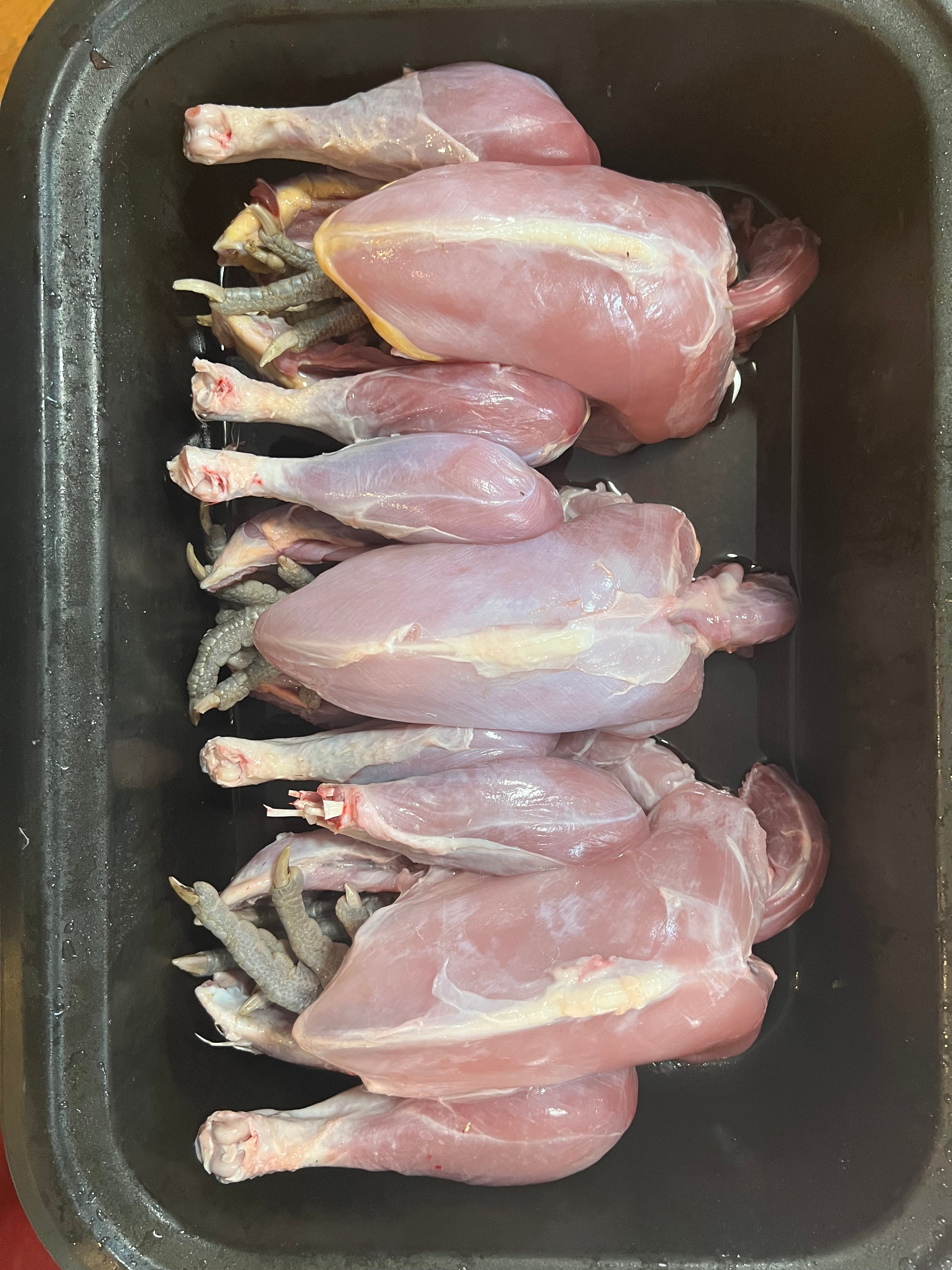 North Star Farms - White American Bresse – North Star Line- "JENN'S GEMS" Group