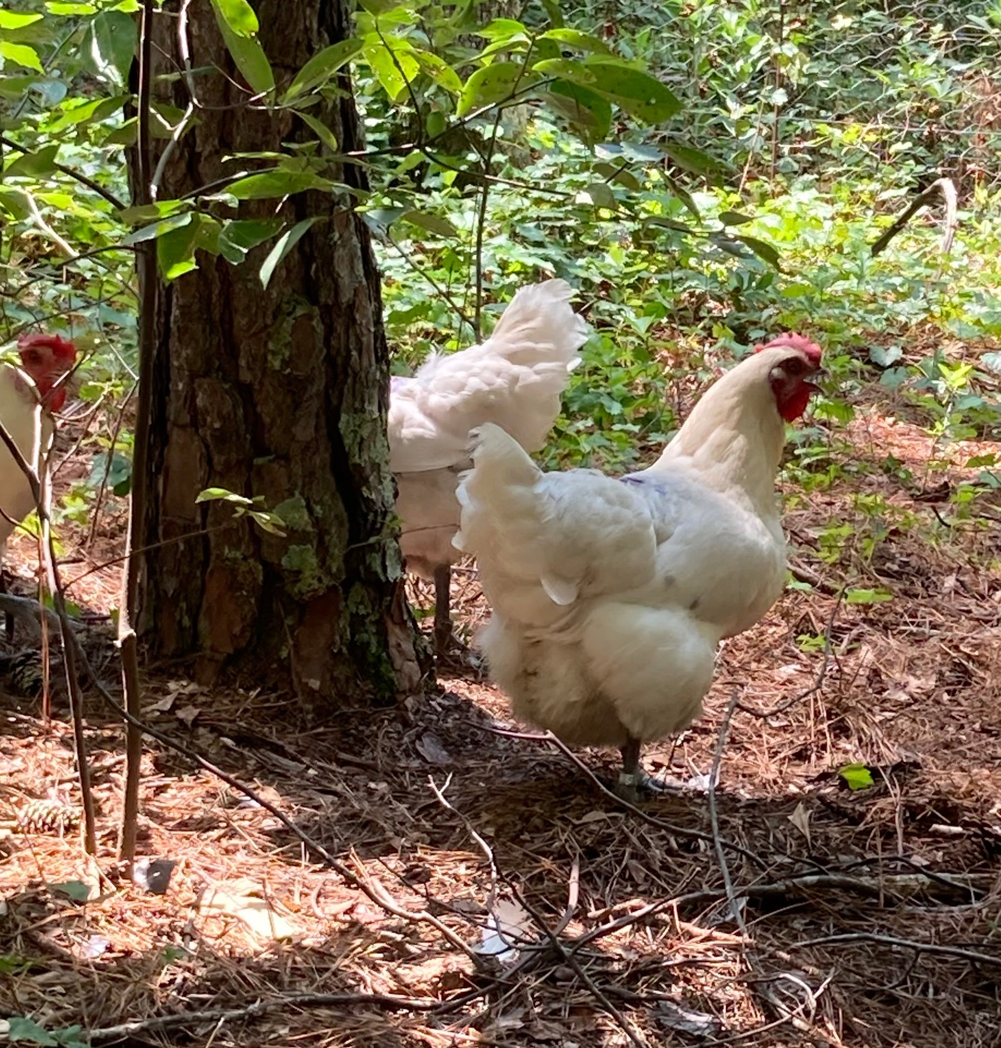 North Star Farms - White American Bresse – North Star Line- "JENN'S GEMS" Group