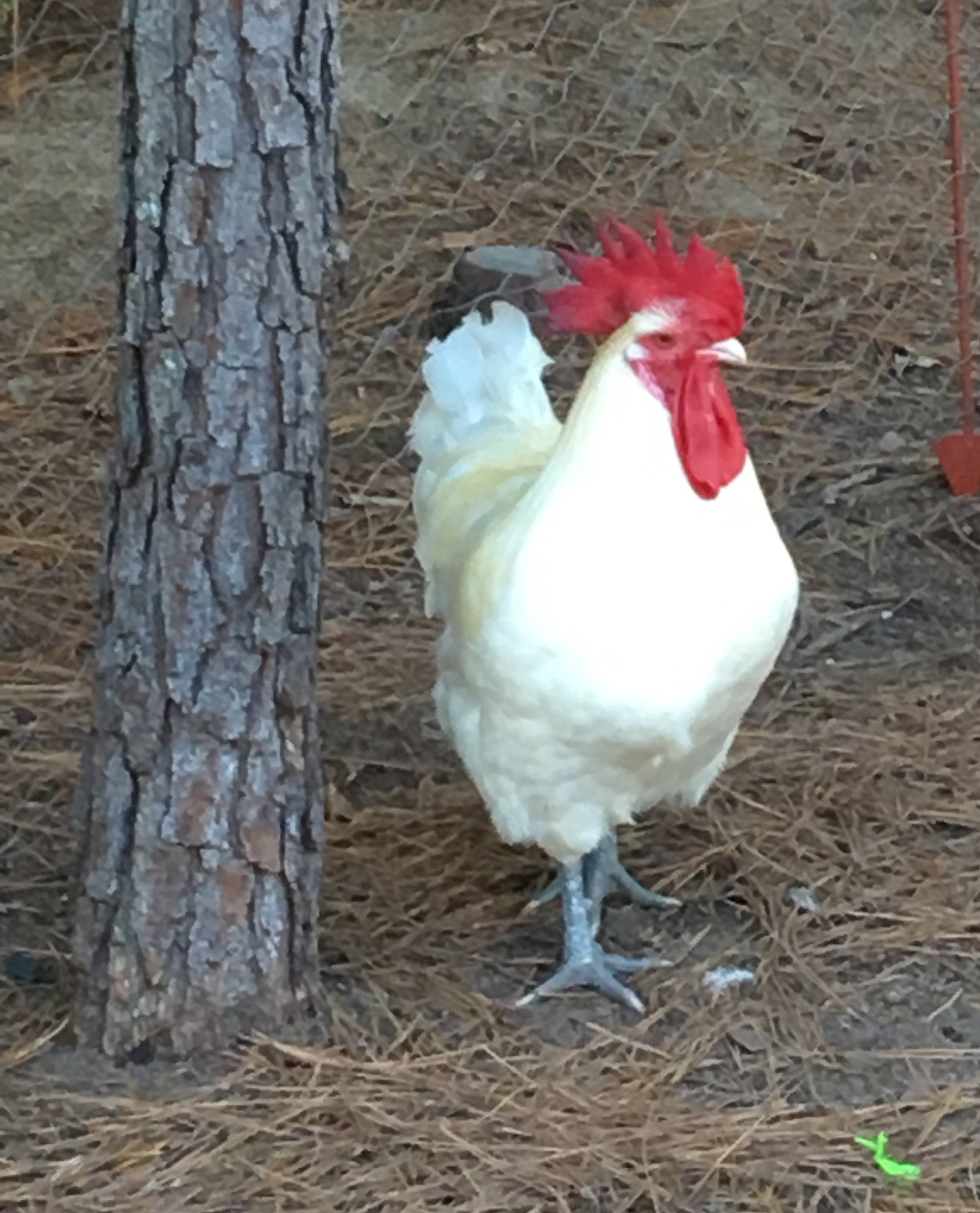 North Star Farms - White American Bresse – North Star Line- "JENN'S GEMS" Group