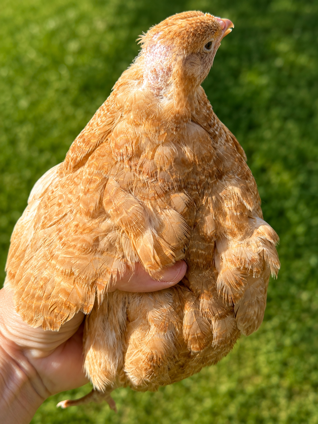 Hen's Choice Jumbo Coturnix Hatching Eggs