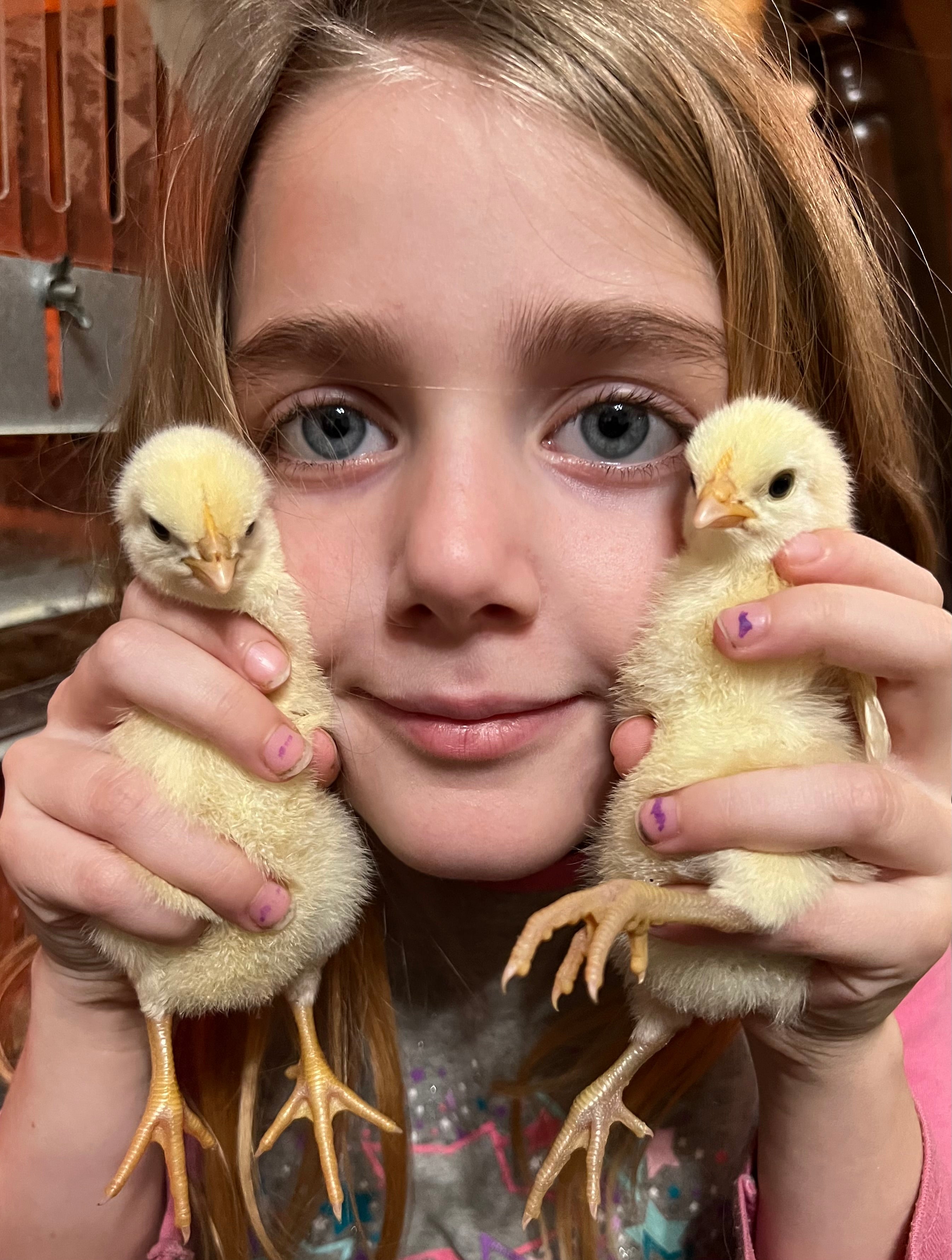 North Star Farms North Star Gauloise - The New AMERICAN BRESSE - 10 Count Box of "Abigail's Crystal Foot" Group