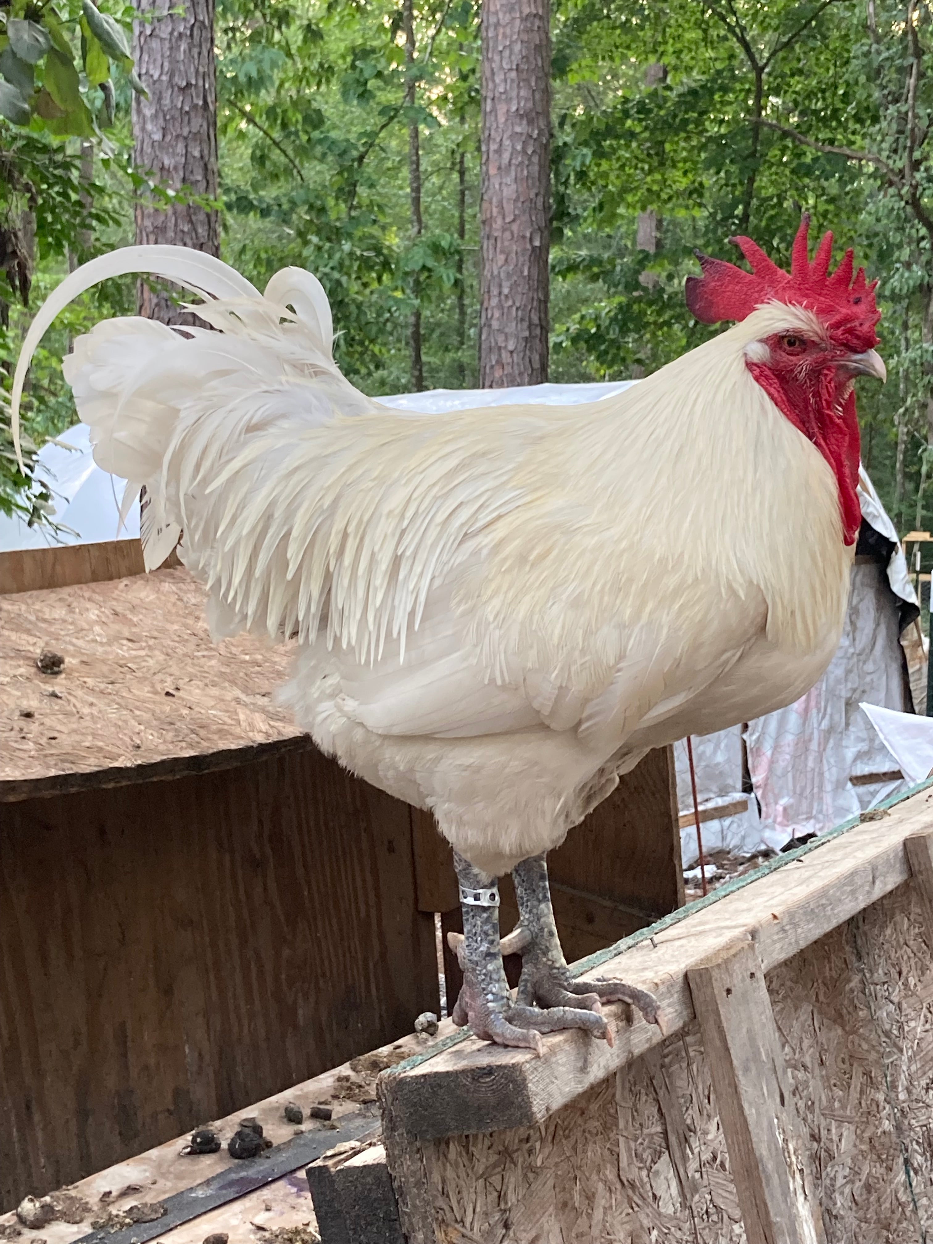 North Star Farms - White American Bresse – North Star Line- "JENN'S GEMS" Group