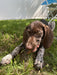A Dog eating the Organic Quail Crunch Sticks & Legs