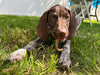 A Dog enjoying the Organic Quail Crunch Sticks & Legs