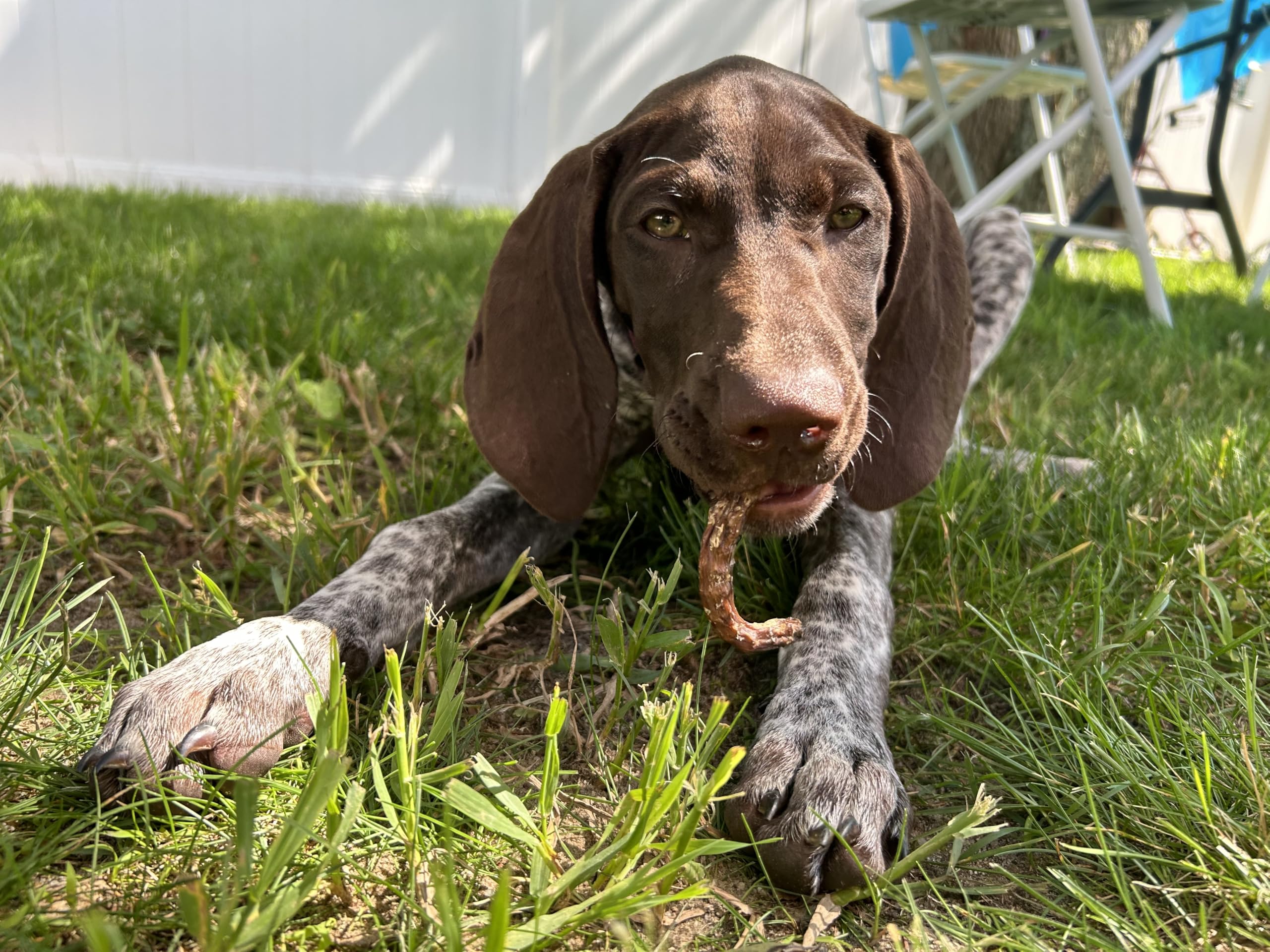 A Dog enjoying the Organic Quail Crunch Sticks & Legs
