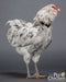 Adjustable rooster crowing collar 