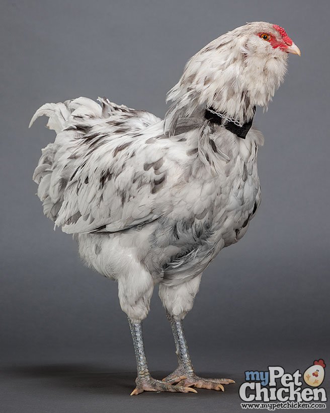 Adjustable rooster crowing collar 