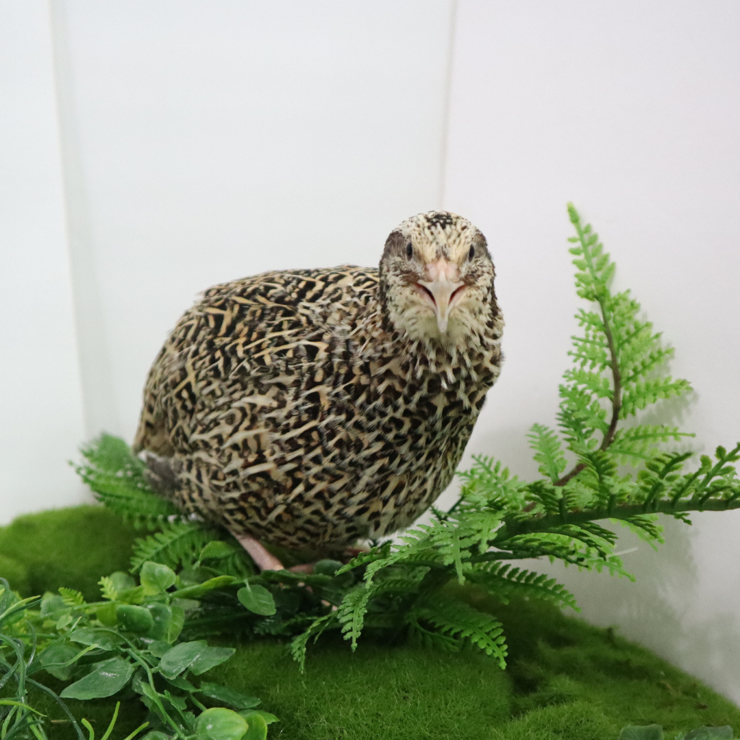 Autumn Sparkly Quail Hatching Eggs front view