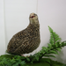 Autumn Sparkly Quail Hatching Eggs main image
