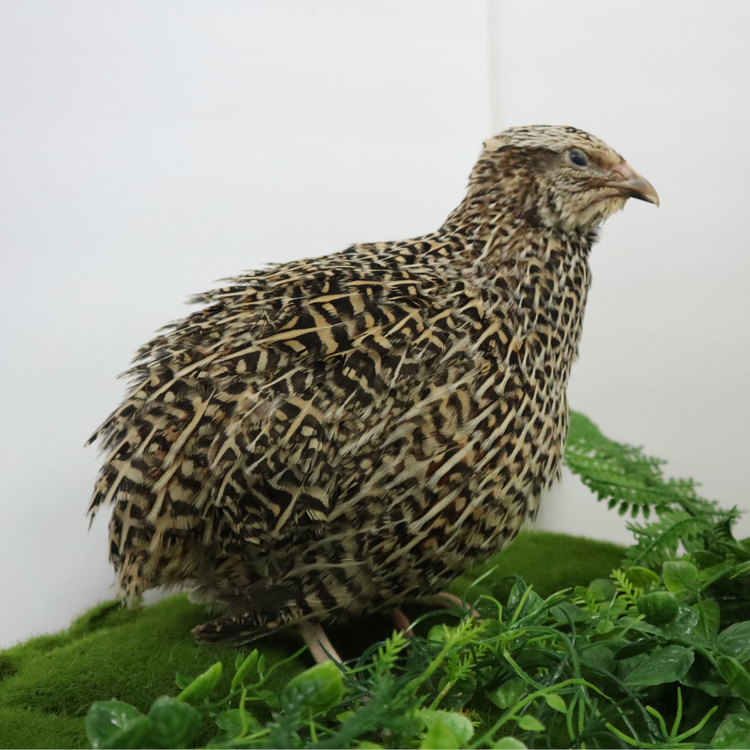 Autumn Sparkly Quail Hatching Eggs fully side view