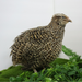 Autumn Sparkly Quail Hatching Eggs fully side view