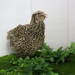 Autumn Sparkly Quail Hatching Eggs side view
