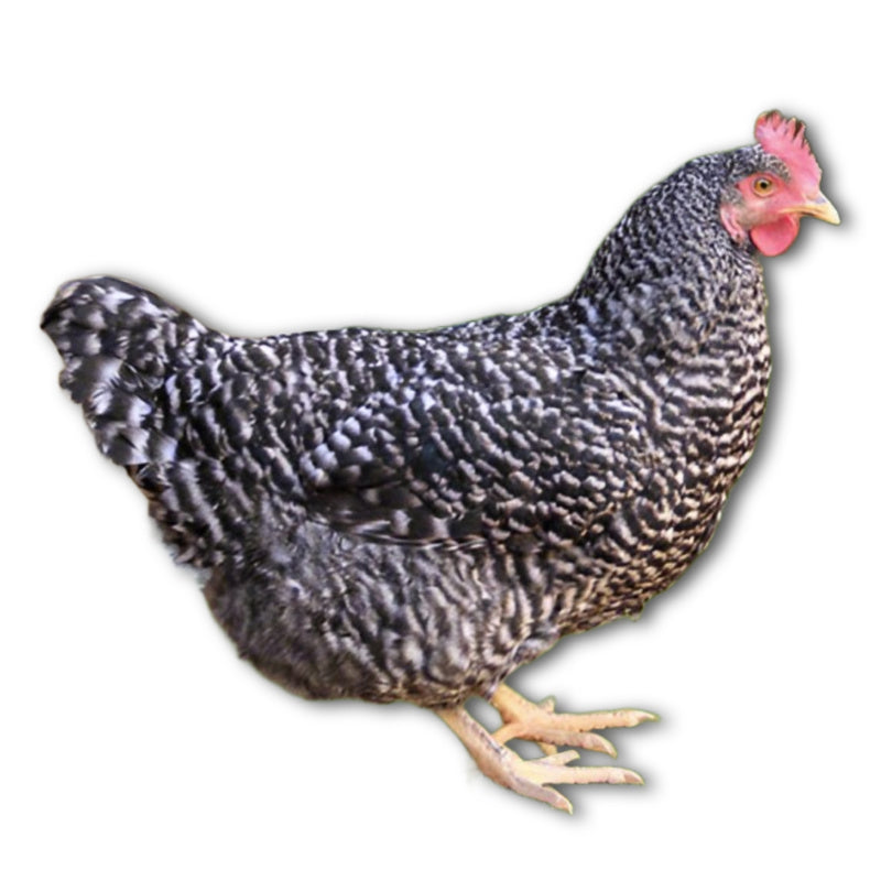Az Chickens Barred Rock Chicks adult