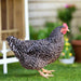 Az Chickens Barred Rock Chicks hen