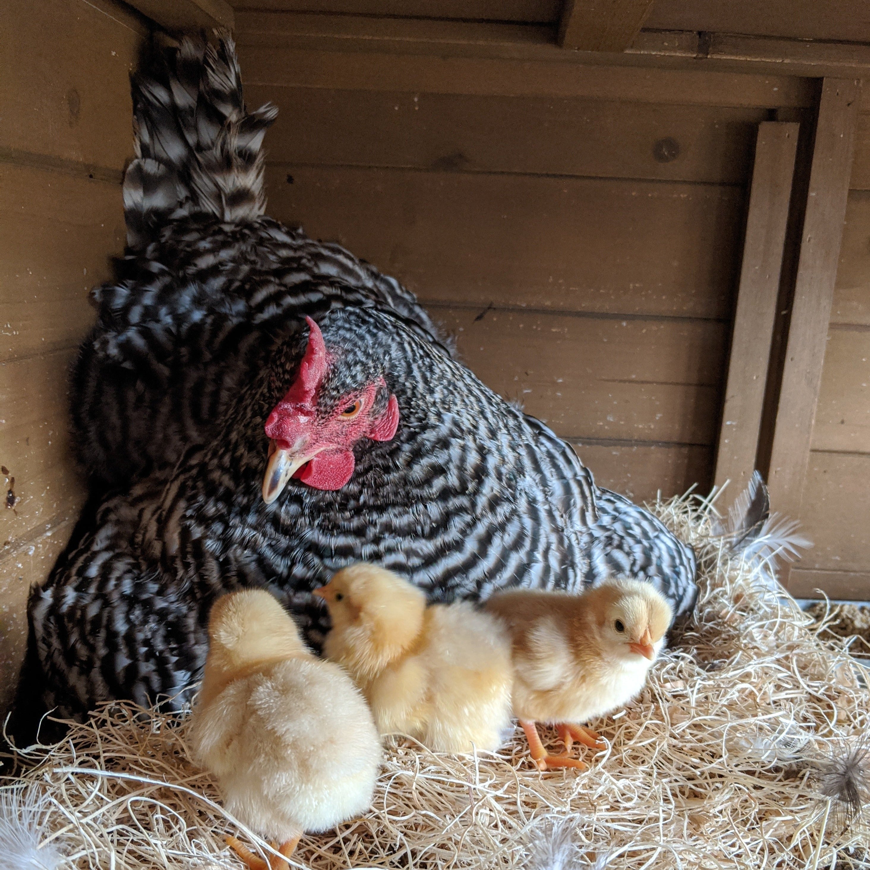 Az Chickens Barred Rock Chicks hen with chicks