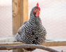 Az Chickens Barred Rock Chicks roosting