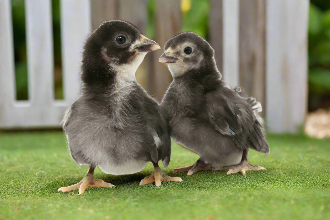 Az Chickens Black Sex-Link Chicks baby chicks