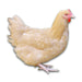 Az Chickens Buff Orpington Chicks adult