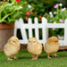 Az Chickens Buff Orpington Chicks baby chicks