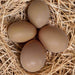 Az Chickens Buff Orpington Chicks eggs