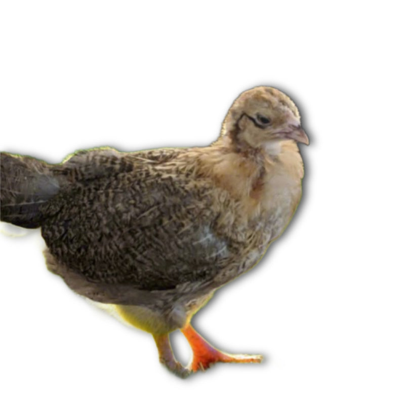 Az Chickens Easter Egger Chicks