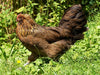 Az Chickens Easter Egger Chicks adult in grass