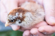 Az Chickens Easter Egger Chicks chick close up