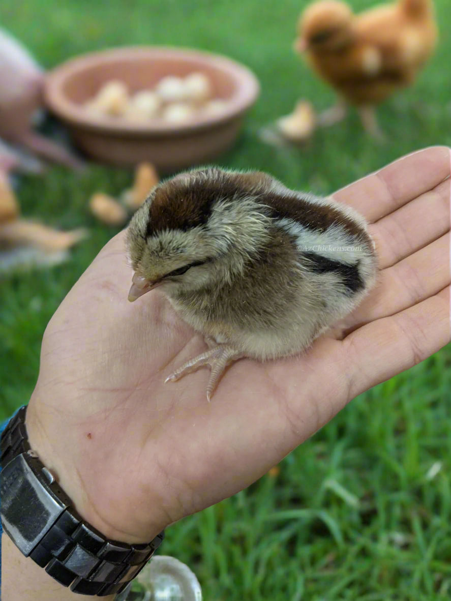 Az Chickens Easter Egger Chicks chick in hand