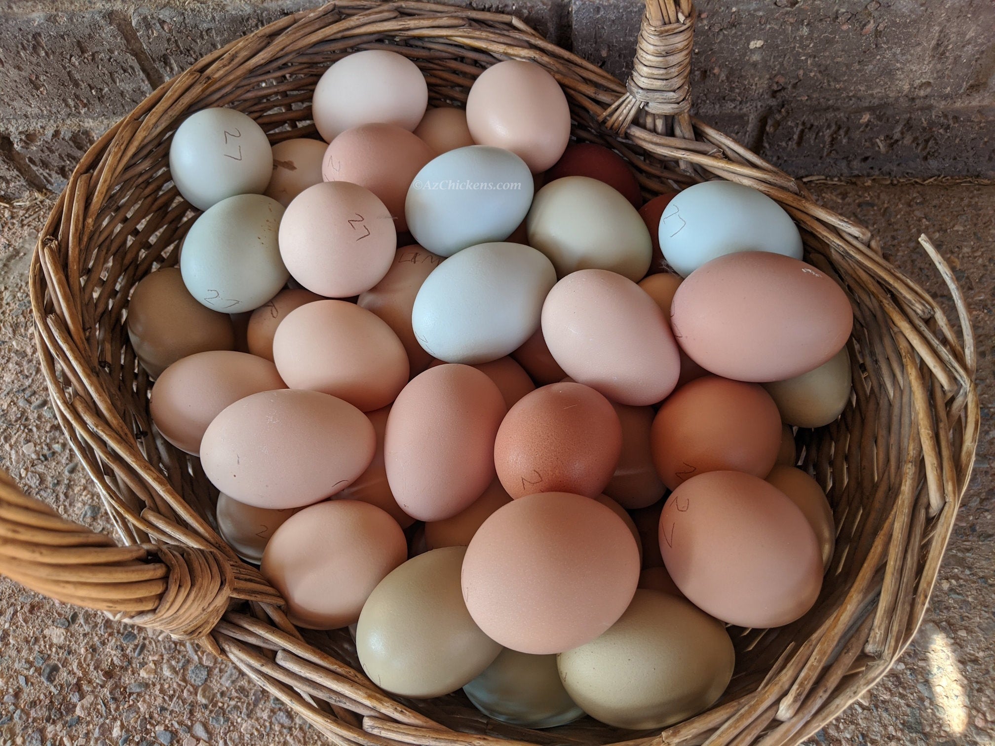 Az Chickens Easter Egger Chicks rainbow eggs