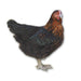 Az Chickens Olive Egger Chicks adult