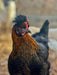 Az Chickens Olive Egger Chicks adult close up