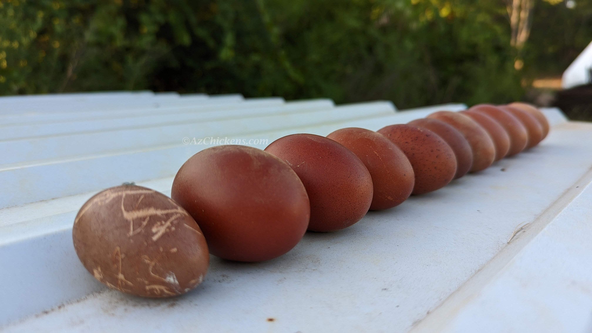 Az Chickens Rainbow Egg Starter Chick Bundle  black copper maran eggs
